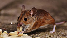 24 Hour & Emergency Exterminators in Valley Head, AL
